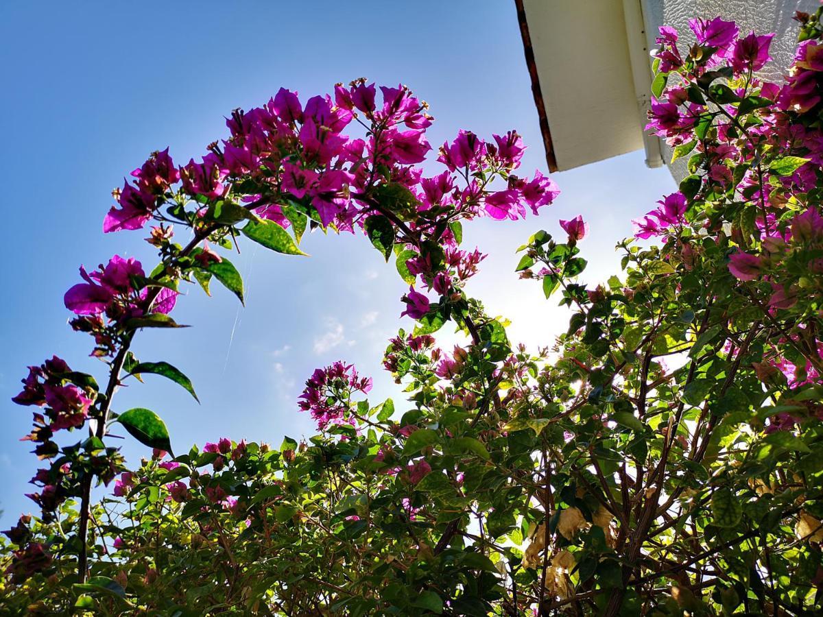 Tedy'S Townhouse-Margarita Gardens Villa Paphos Buitenkant foto